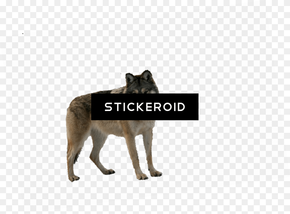 Download Wolf, Animal, Canine, Dog, Mammal Free Transparent Png
