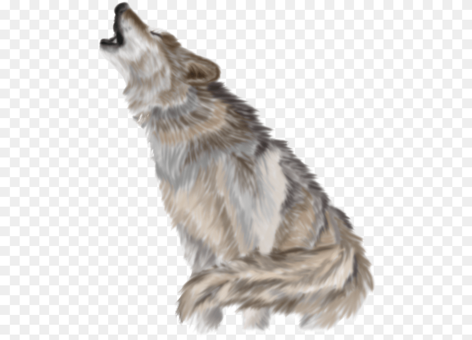 Download Wolf Pic Transparent Background Wolf, Animal, Mammal, Bird, Coyote Png