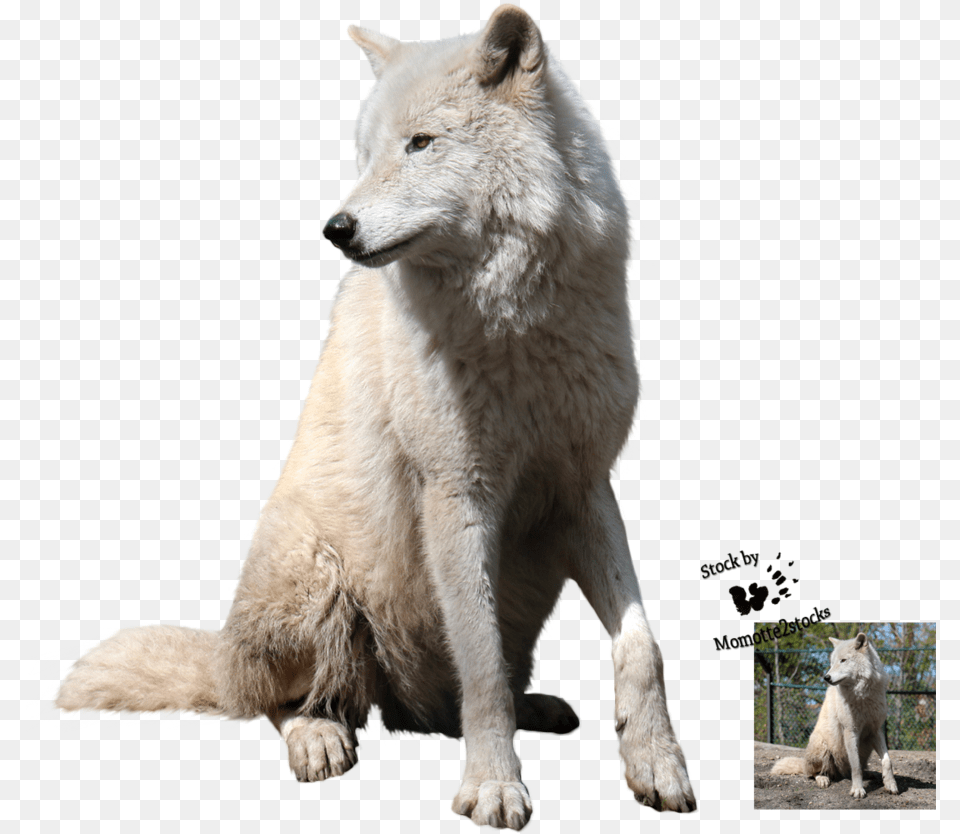 Download Wolf Transparent Images Transparent Backgrounds White Wolf Hd, Animal, Canine, Dog, Mammal Free Png