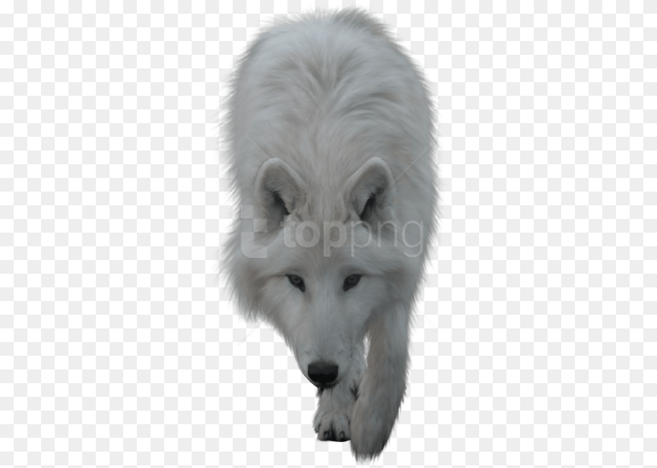 Download Wolf White Images Background Wolf, Animal, Canine, Dog, Mammal Png Image
