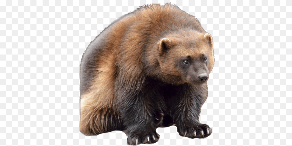 Download Wolverine Clipart Animal Face Wolverine Canadian Wolverine In New York, Bear, Mammal, Wildlife, Brown Bear Png Image