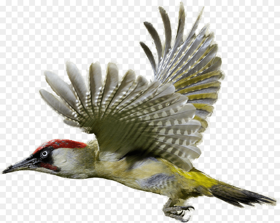 Download Woodpecker Clipart Realistic Green Woodpecker, Animal, Bird, Finch Png Image