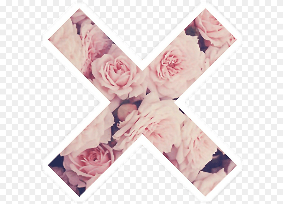 Download X Tumblr Sticker Flower Flowers Desktop Fondos De Pantalla Hd Para Mujer, Rose, Plant, Adult, Person Png Image