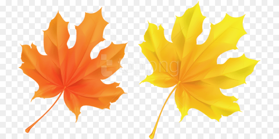 Download Yellow And Background Fall Leaf Clipart, Maple Leaf, Plant, Tree, Person Free Transparent Png