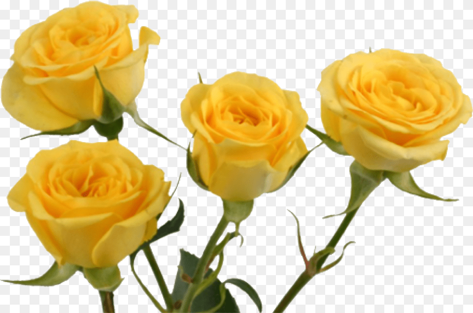 Download Yellow Flower Aesthetic, Plant, Rose, Petal Png Image