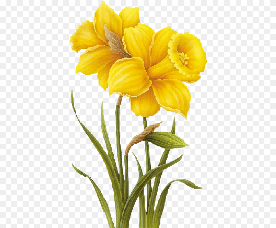 Download Yellow Flower Drawing Yellow Flowers, Daffodil, Plant, Petal Free Transparent Png