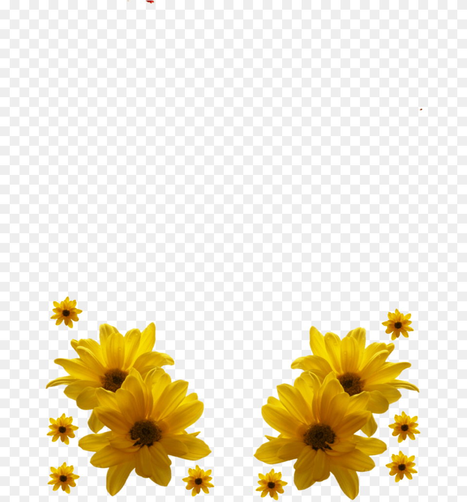 Yellow Flowers Frame Transparent Uokplrs Hd Birthday Wishes Flower, Daisy, Petal, Plant, Daffodil Free Png Download
