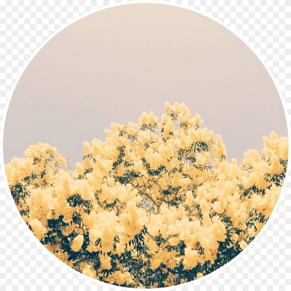 Download Yellow Flowers Yellowflowers Aesthetic Background Yellow Flower Background Aesthetic, Photography, Plant, Mimosa, Plate Free Transparent Png