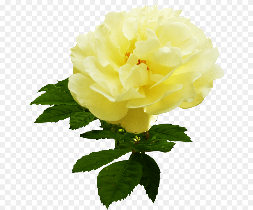 Yellow Rose Flower Garden Roses Garden Roses, Plant, Petal, Geranium, Peony Free Png Download
