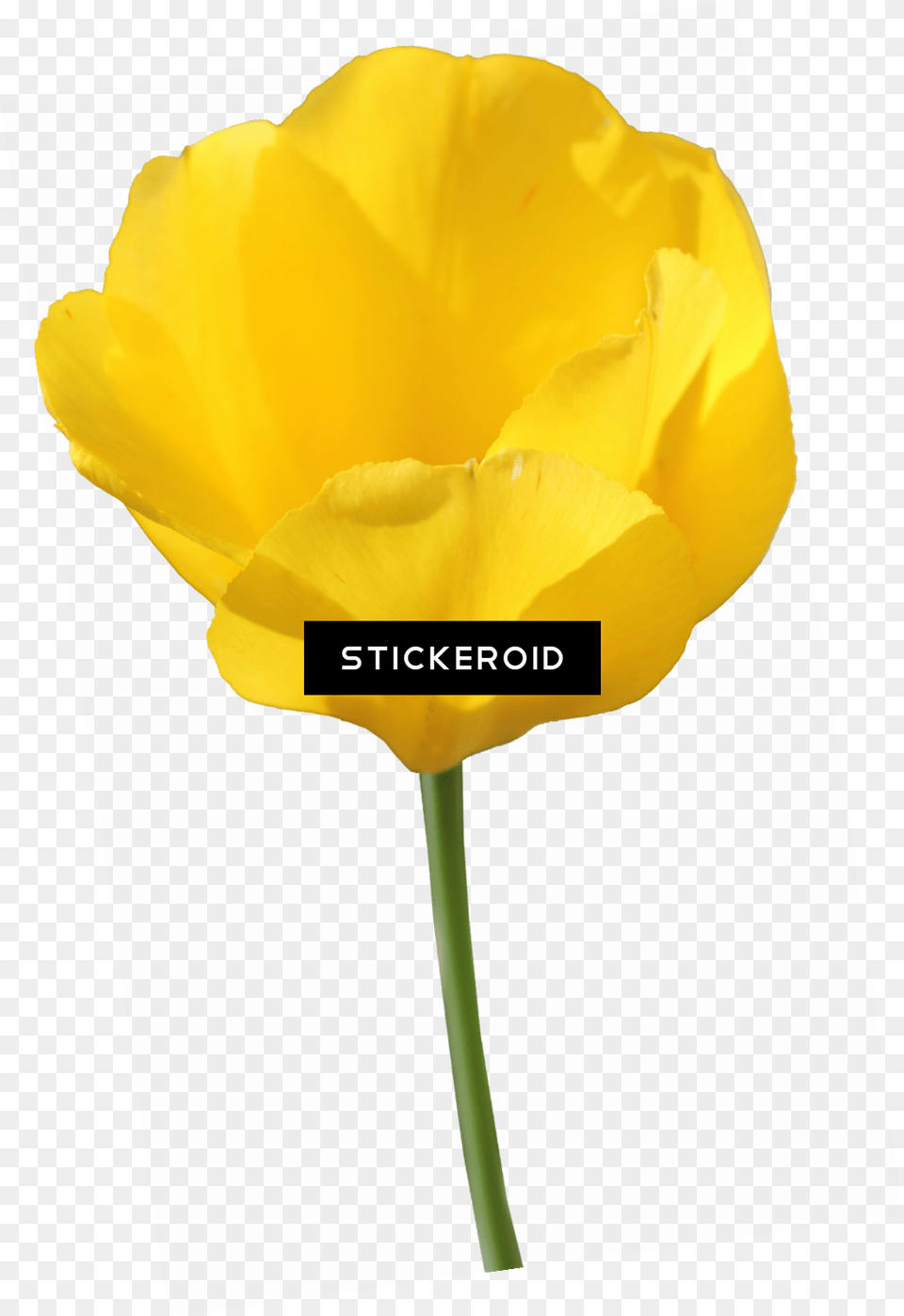 Yellow Tulip Flowers Tulip Image With No Tulip, Flower, Petal, Plant, Rose Free Png Download