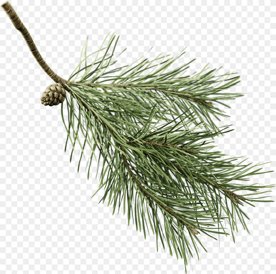 Download You Can Use The Twig With Pine Preset But Green Pine Tree Branch Transparent Background, Conifer, Fir, Plant Png