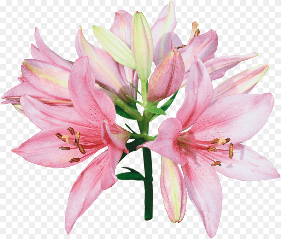 Download You Might Also Like Pink And White Lily Flowers, Anther, Flower, Plant Free Png