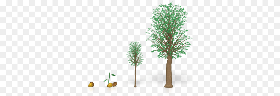 Download Young Oak Tree Growth Of A Tree, Plant, Grass, Food, Fruit Png Image