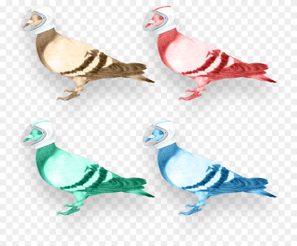 Your Digital Partners In Crime Pigeons And Doves Bird, Animal, Pigeon Free Png Download