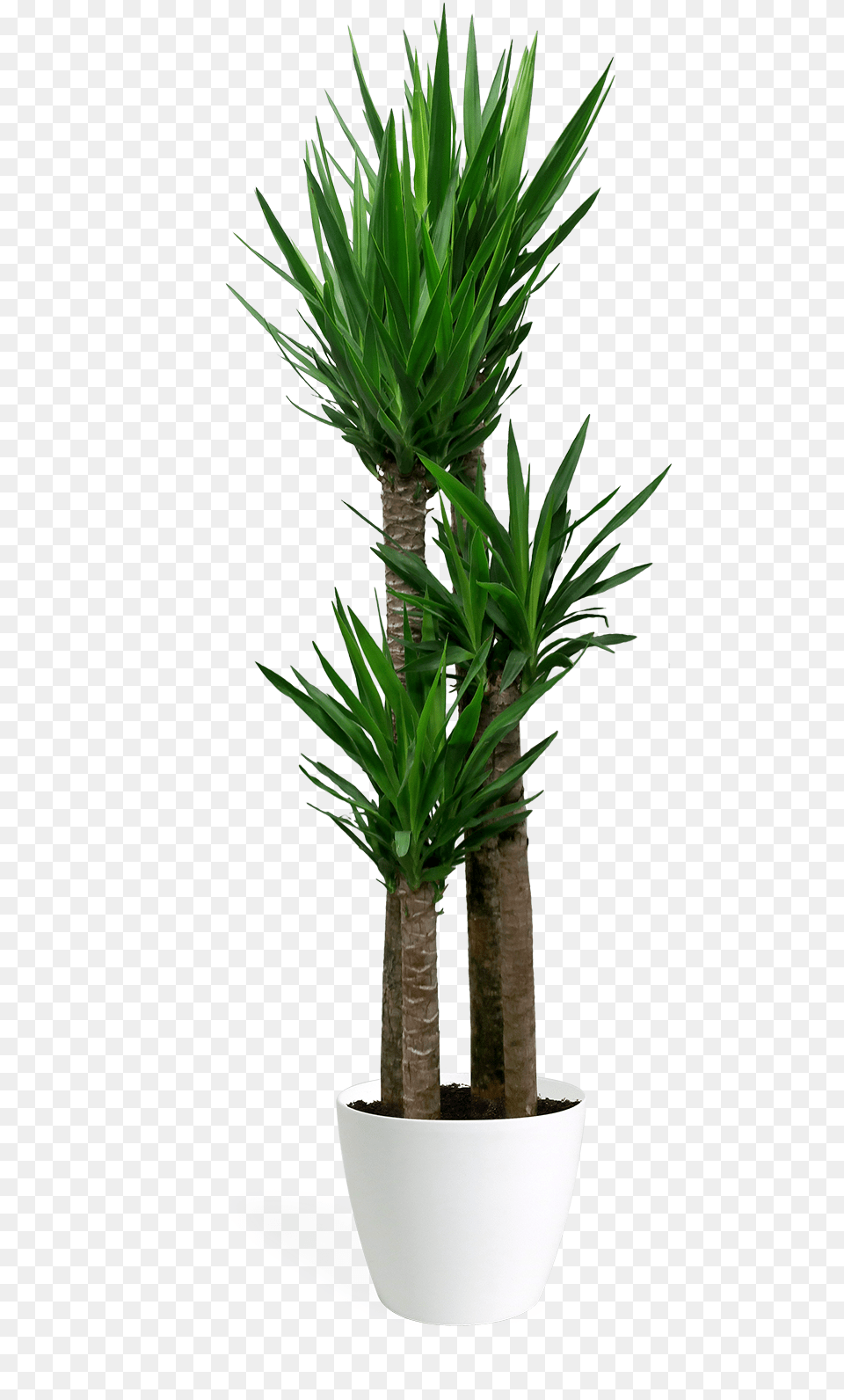 Yucca Cane Staggered Large Yucca, Plant, Potted Plant, Tree Free Png Download