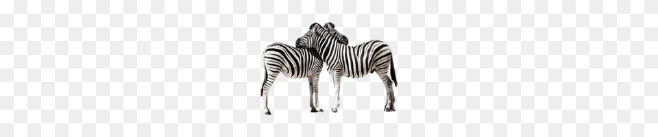 Download Zebra Free Photo Images And Clipart Freepngimg, Animal, Mammal, Wildlife Png Image