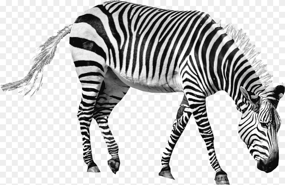 Download Zebra Image For Zebra Transparent, Animal, Mammal, Wildlife Free Png