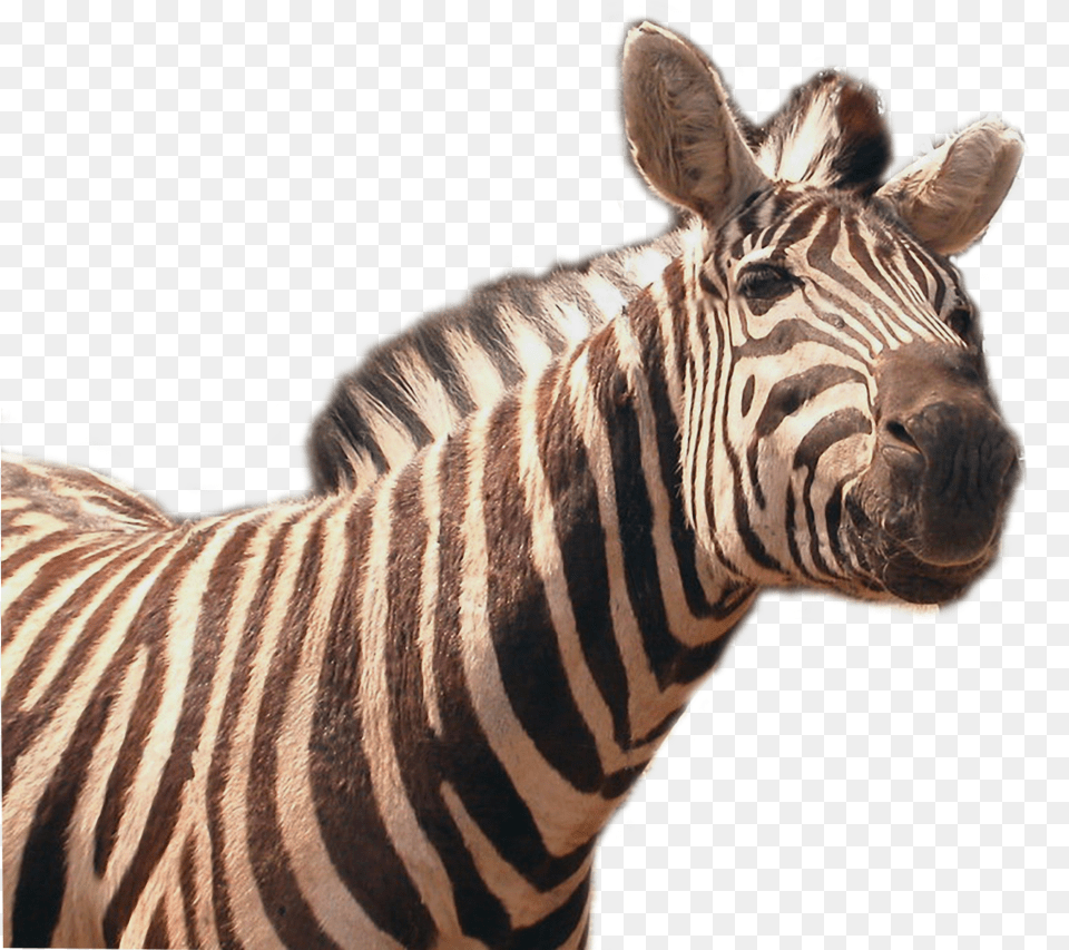 Zebra Image Quagga, Animal, Mammal, Wildlife Free Png Download