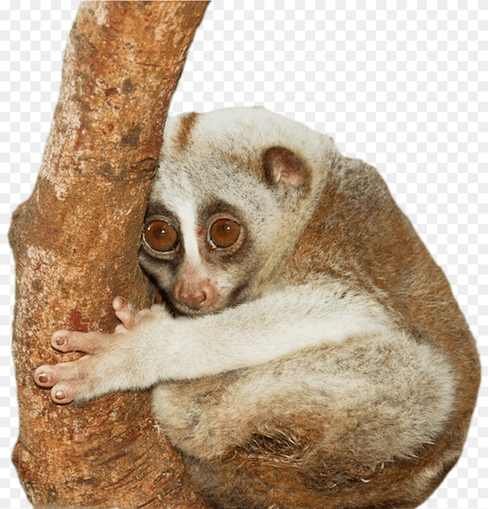 Download Zhivotnie V Tailande, Animal, Mammal, Monkey, Wildlife Png Image