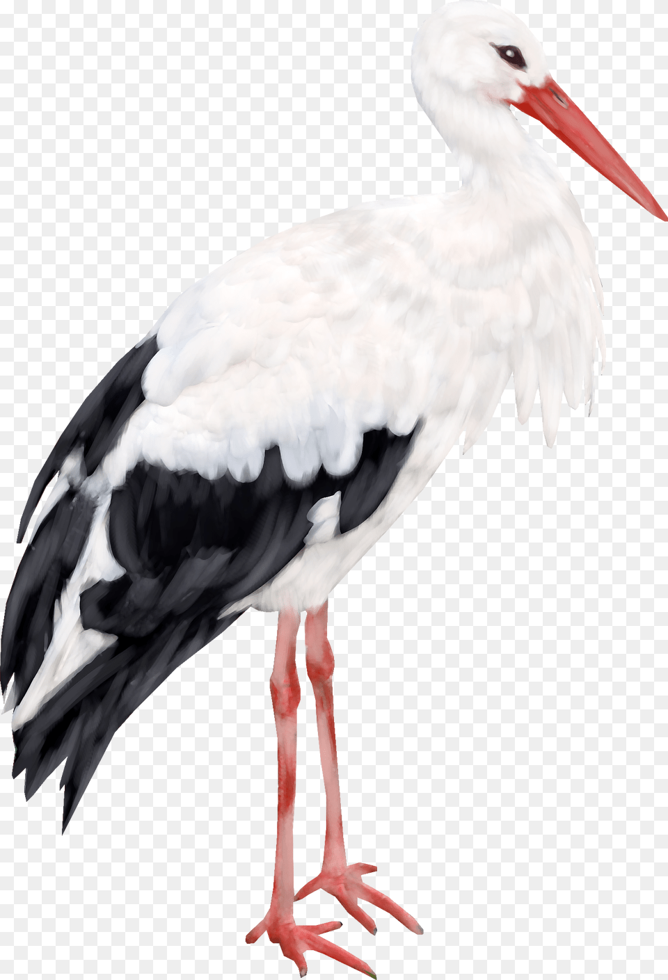 Download Zhuravl Risunok, Animal, Bird, Stork, Waterfowl Png