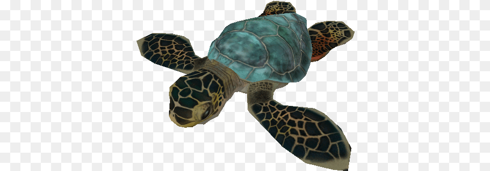 Download Zip Archive Baby Sea Turtle, Animal, Reptile, Sea Life, Sea Turtle Free Png