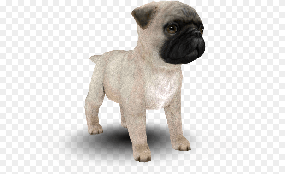 Download Zip Archive Pug, Animal, Canine, Dog, Mammal Free Png