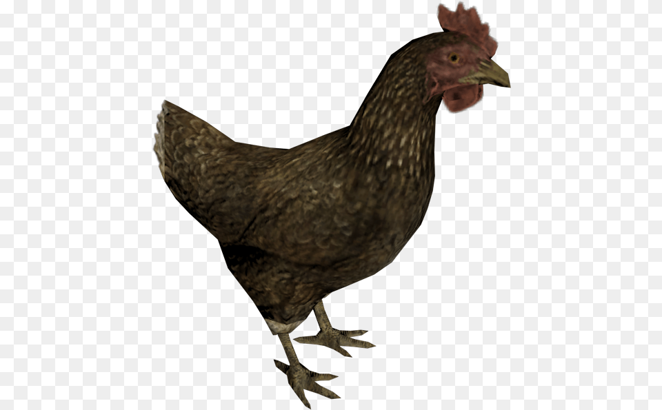 Zip Archive Skyrim Chicken, Animal, Bird, Fowl, Hen Free Png Download