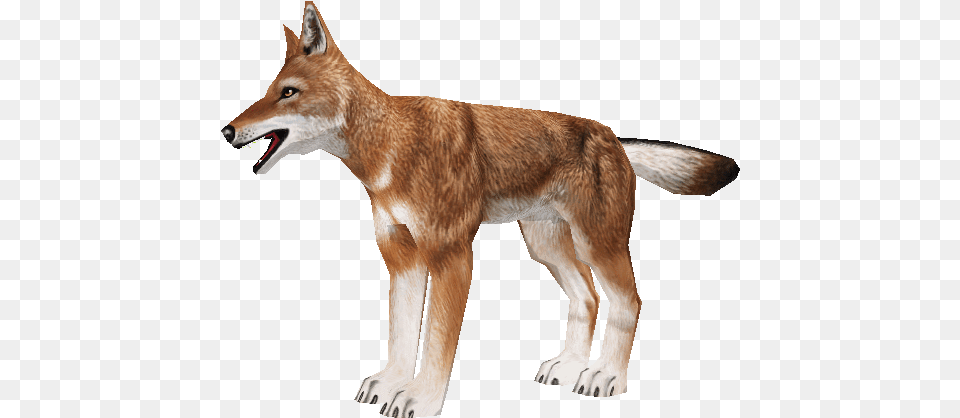 Download Zip Archive Zoo Tycoon 2 Ethiopian Wolf, Animal, Canine, Mammal, Red Wolf Png Image