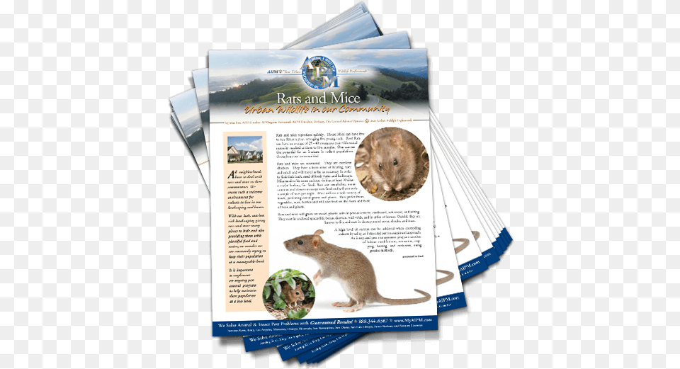 Downloadable Image Rat, Advertisement, Animal, Mammal, Rodent Free Transparent Png