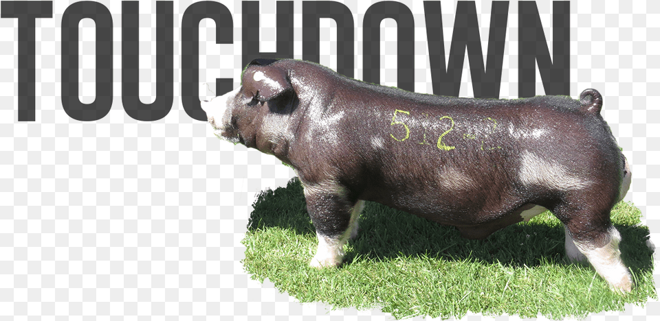 Downtown X On The Run Domestic Pig, Animal, Boar, Hog, Mammal Png