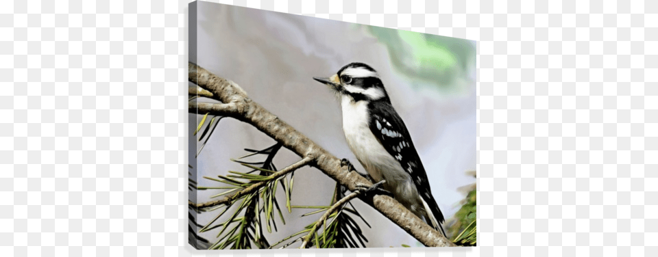 Downy Woodpecker, Plant, Tree, Animal, Bird Png Image