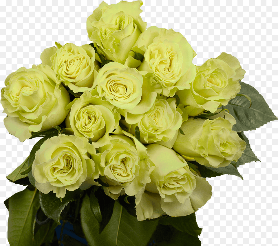 Dozen Green Roses Cheap Fresh Flowers Floribunda, Flower, Flower Arrangement, Flower Bouquet, Plant Png Image