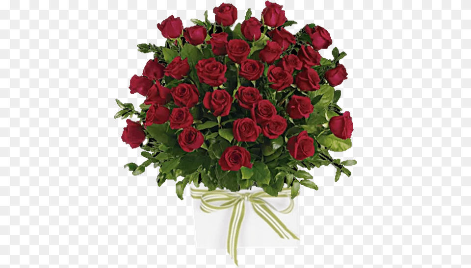 Dozen Red Roses 3 Dozen Long Stem Roses, Flower, Flower Arrangement, Flower Bouquet, Plant Free Png