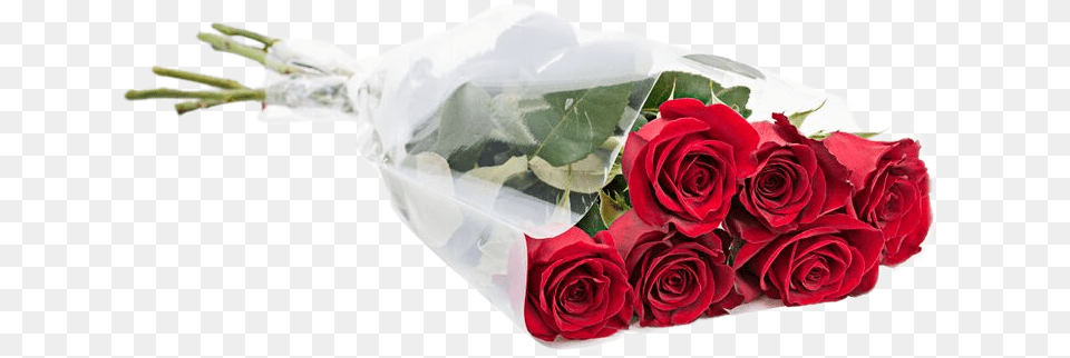 Dozen Roses, Flower Bouquet, Rose, Plant, Flower Free Png