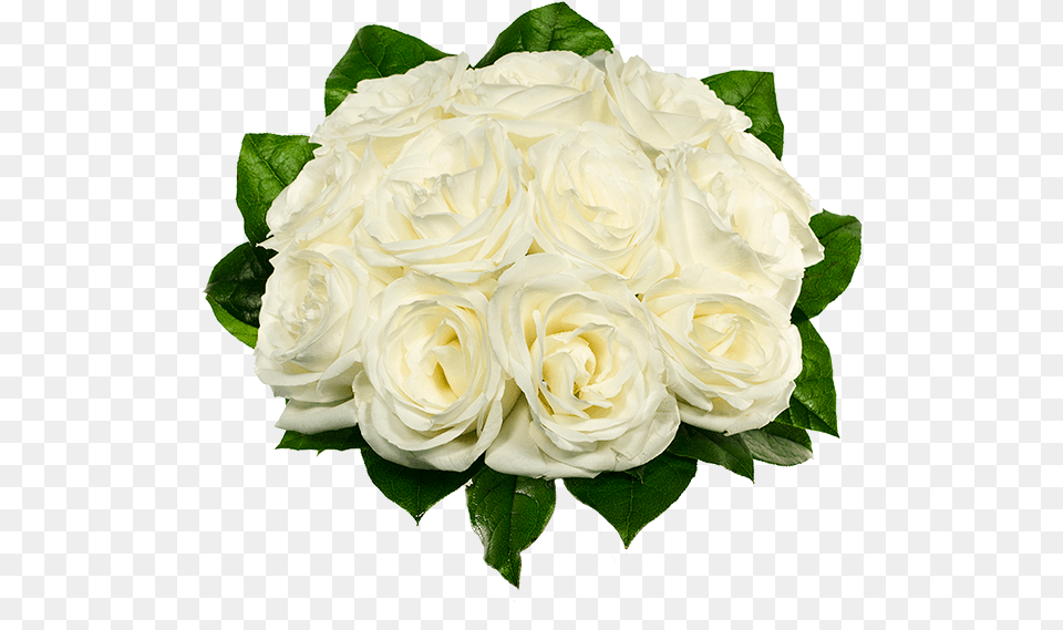 Dozen White Roses, Rose, Plant, Flower, Flower Arrangement Free Transparent Png