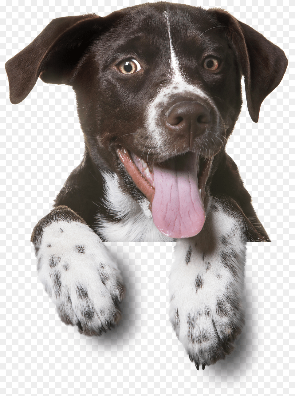 Dozers Dental Chews For Dogs, Animal, Canine, Dog, Mammal Png Image