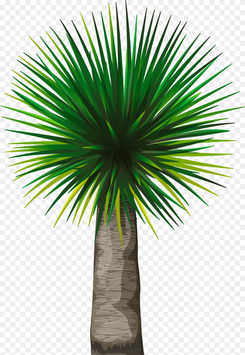 Dracaena, Palm Tree, Plant, Tree Free Png