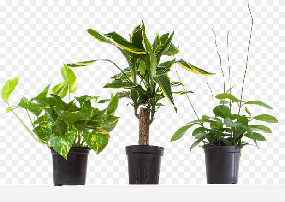 Dracaena, Leaf, Plant, Potted Plant, Flower Png