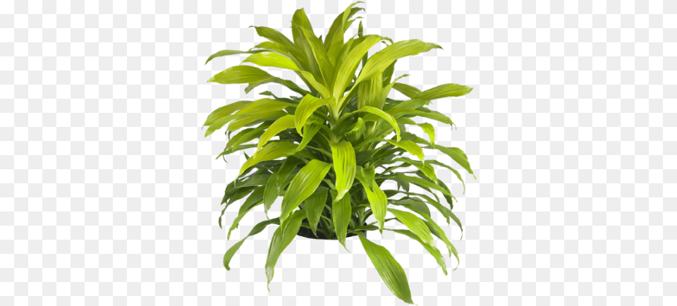 Dracaena Lime Light Dracaena Janet Craig Lisa, Jar, Leaf, Plant, Planter Free Png Download