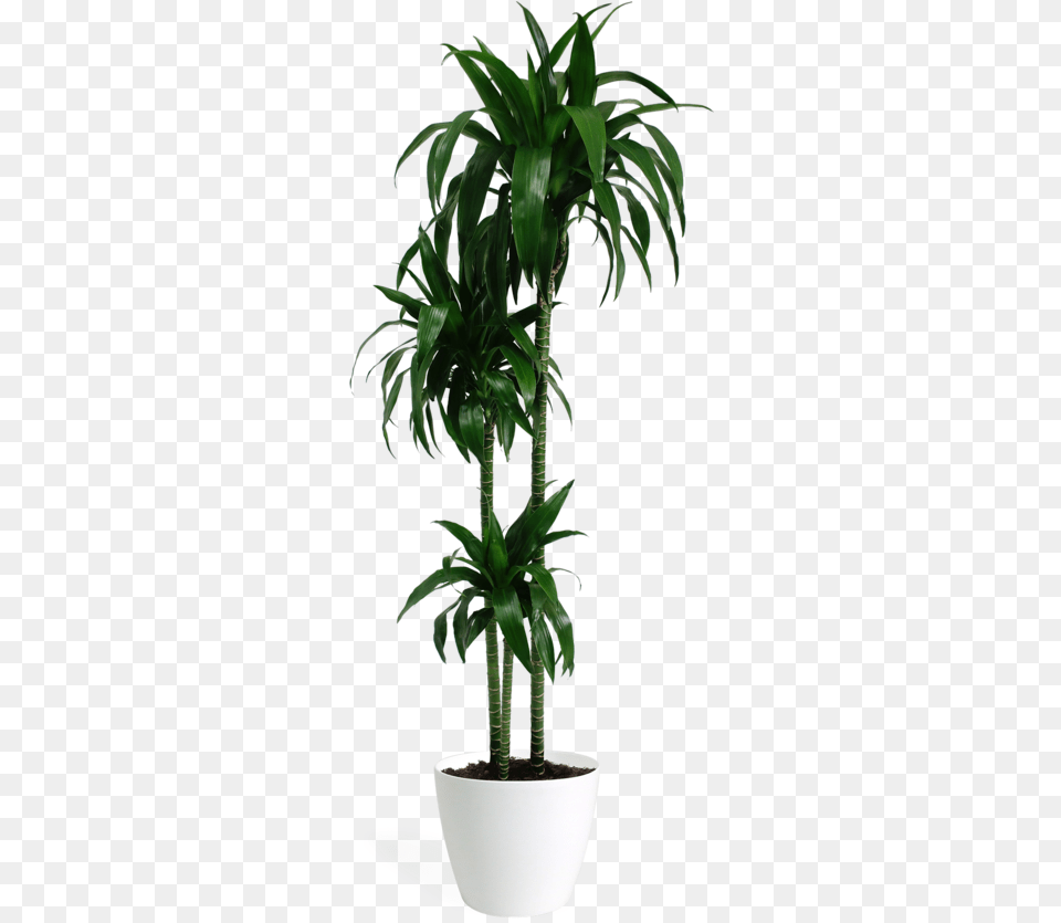 Dracaena Lisa Cane, Leaf, Palm Tree, Plant, Potted Plant Free Png