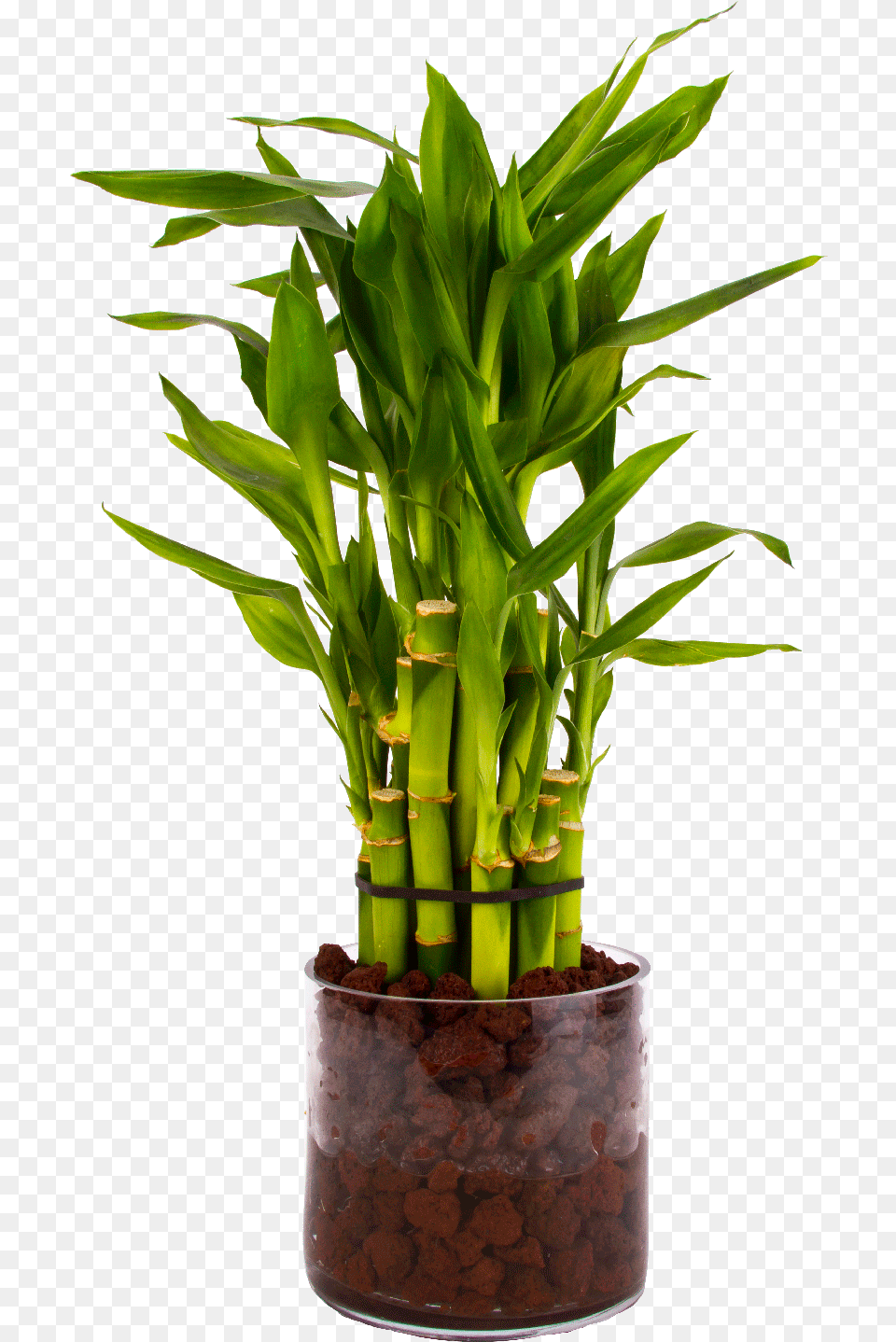 Dracaena Sanderiana Gold Pot, Plant, Potted Plant, Bamboo Png