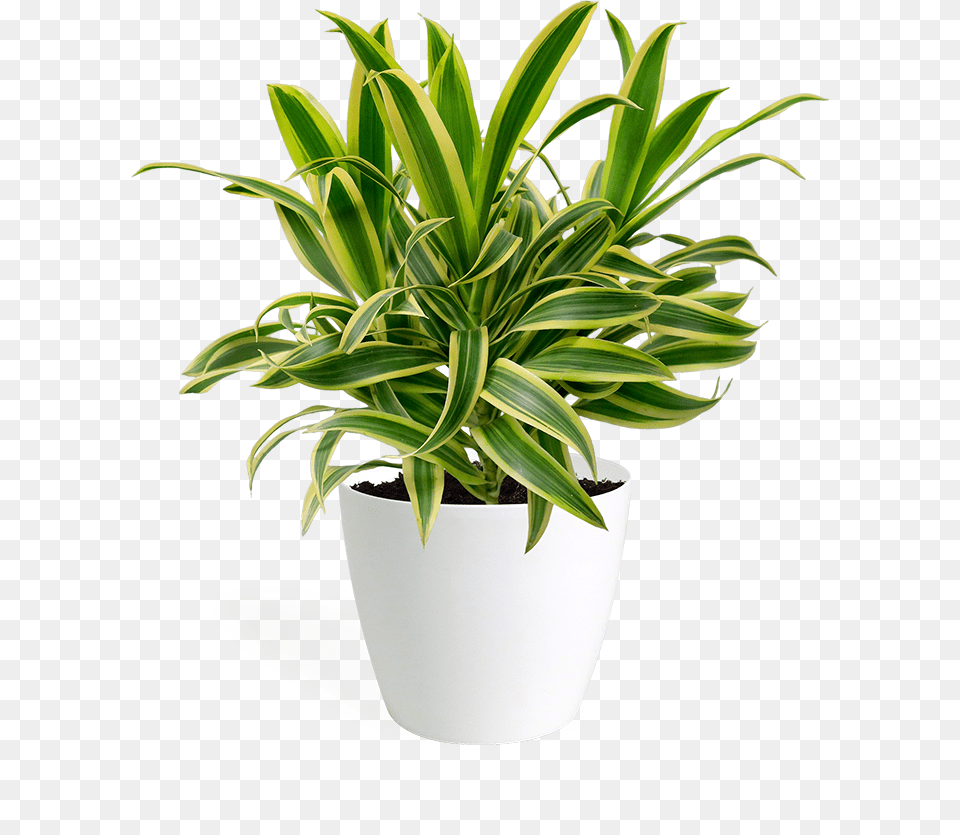 Dracaena Song Of India Small Houseplant, Plant, Potted Plant, Jar, Planter Png