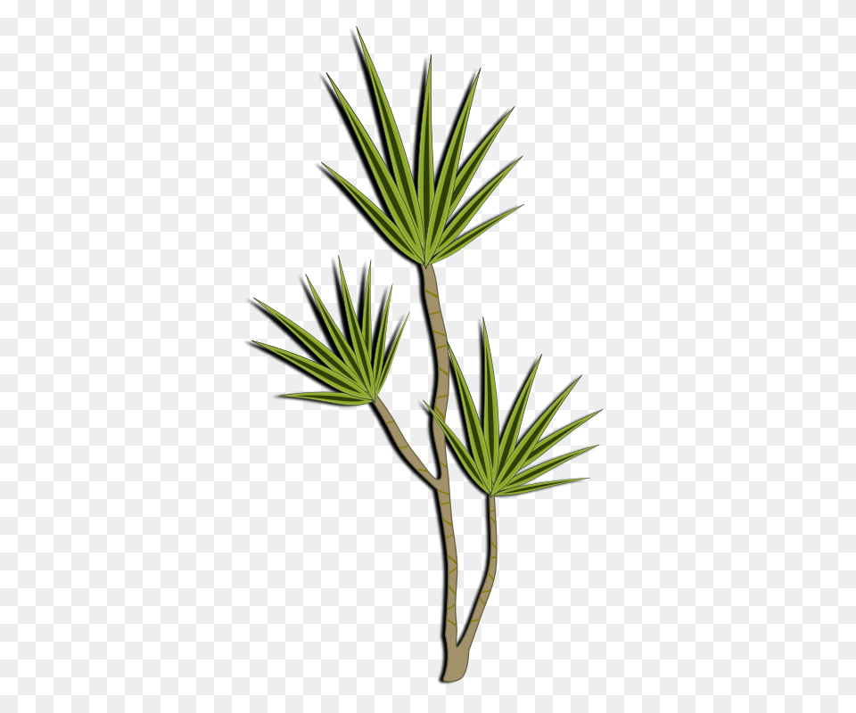 Dracena, Conifer, Palm Tree, Plant, Tree Free Png