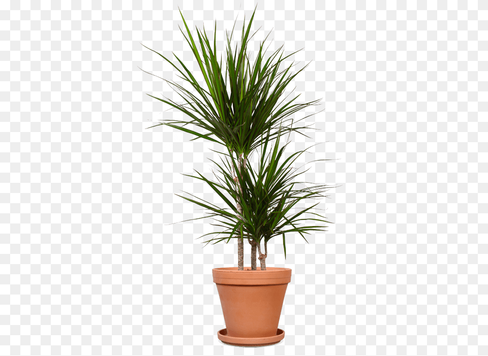 Dracena Bikolor 2 Stvola, Palm Tree, Plant, Potted Plant, Tree Free Transparent Png
