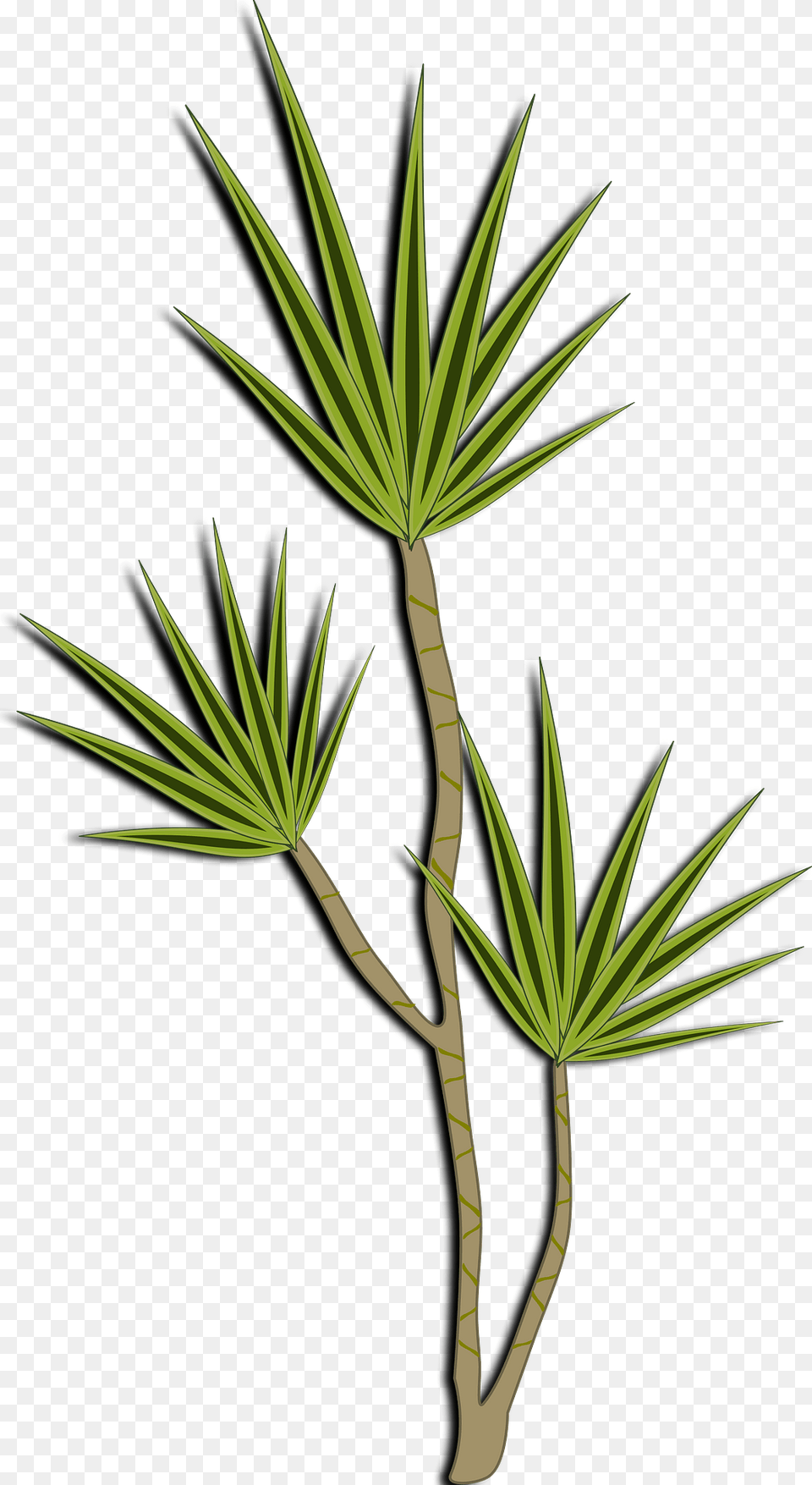 Dracena Clipart, Palm Tree, Plant, Tree, Leaf Free Png