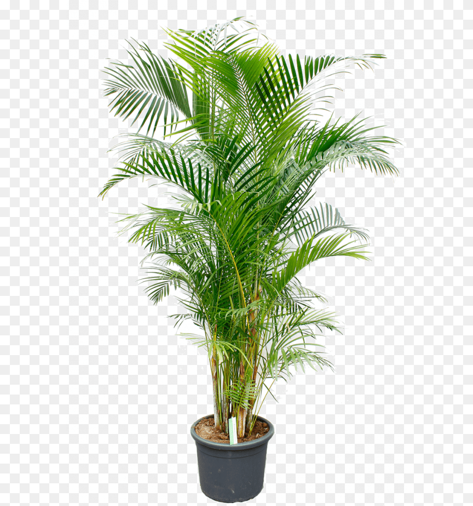 Dracena Fragrance, Leaf, Palm Tree, Plant, Tree Free Transparent Png