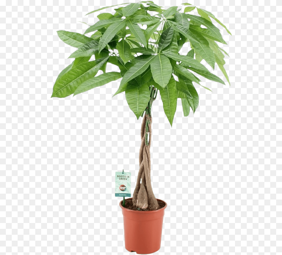 Dracena Ikea, Leaf, Plant, Potted Plant, Tree Free Png