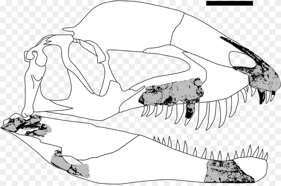 Dracovenator Fossils Skull, Animal, Dinosaur, Reptile Free Transparent Png