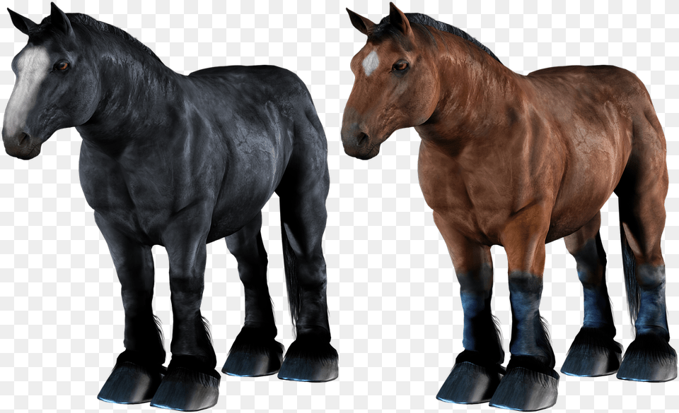 Draft Horse, Animal, Colt Horse, Mammal, Stallion Free Png Download