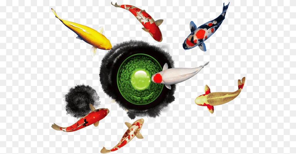 Dragon Ball Fish Play Clipart Goldfish Image And Insect, Animal, Sea Life, Carp, Koi Free Transparent Png